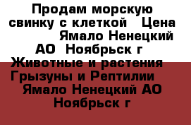 Продам морскую свинку с клеткой › Цена ­ 4 000 - Ямало-Ненецкий АО, Ноябрьск г. Животные и растения » Грызуны и Рептилии   . Ямало-Ненецкий АО,Ноябрьск г.